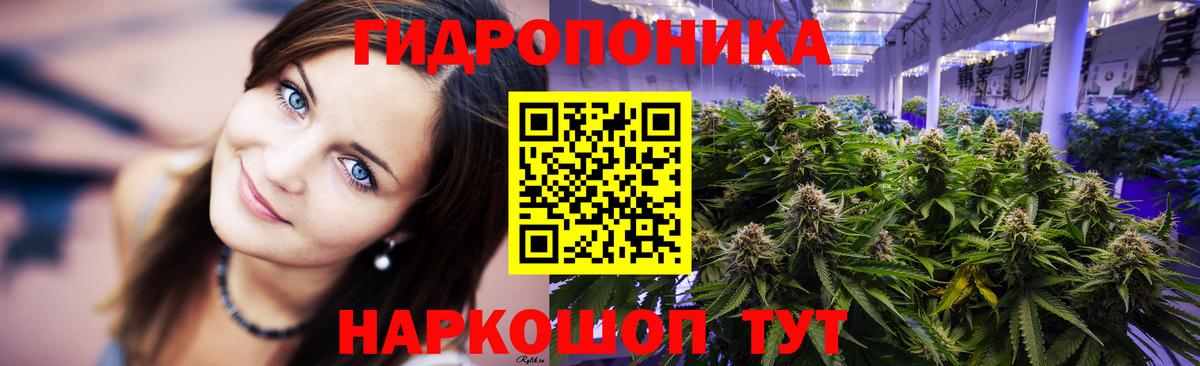 МАРИХУАНА планчик Курчалой